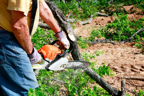 How Our Tree Care Process Works  in  Avenal, CA